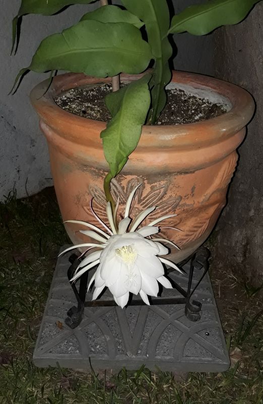 Una foto de Epiphyllum oxypetalum
