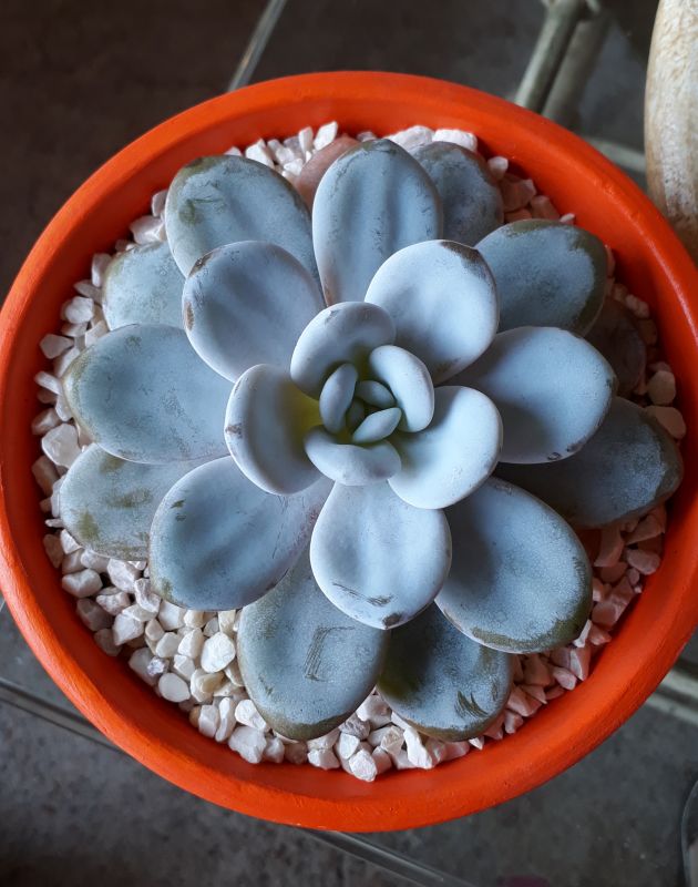 Una foto de Echeveria laui
