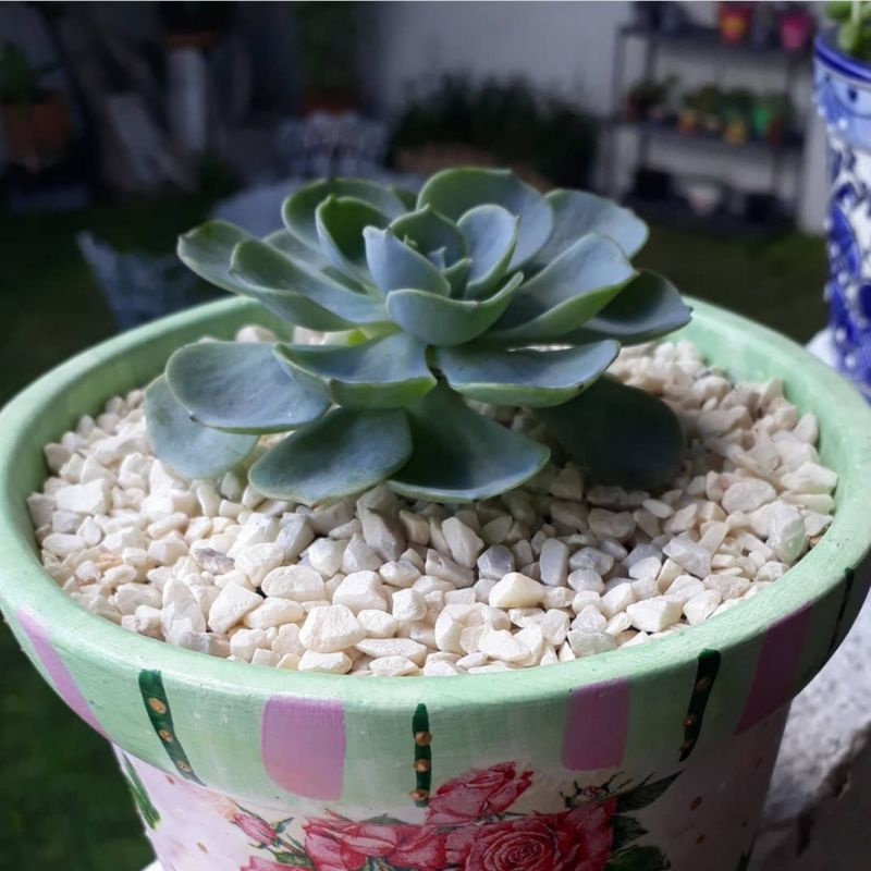 A photo of Echeveria secunda