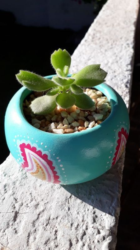 A photo of Cotyledon tomentosa