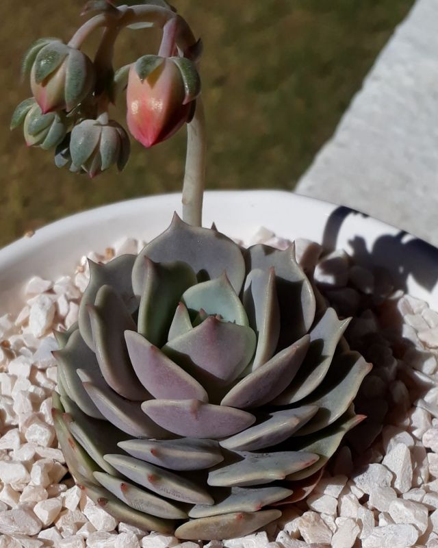 Photo of a cactus currently being identified