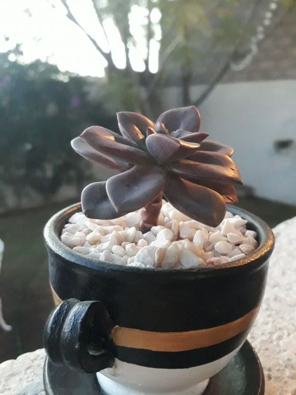 A photo of Echeveria Chroma