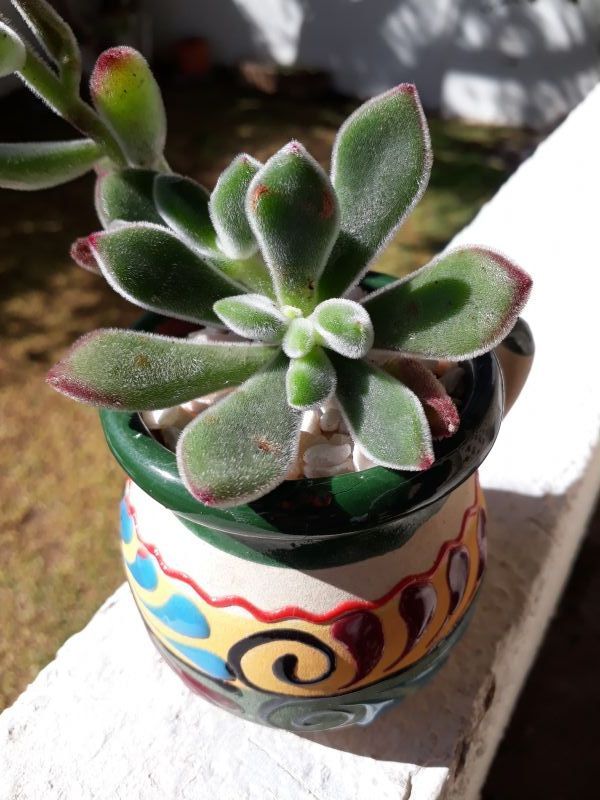 A photo of Echeveria pulvinata