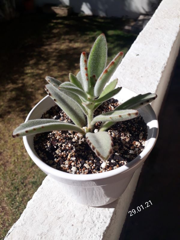 A photo of Kalanchoe tomentosa