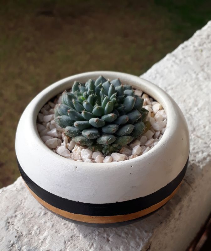 Una foto de Echeveria setosa var. ciliata