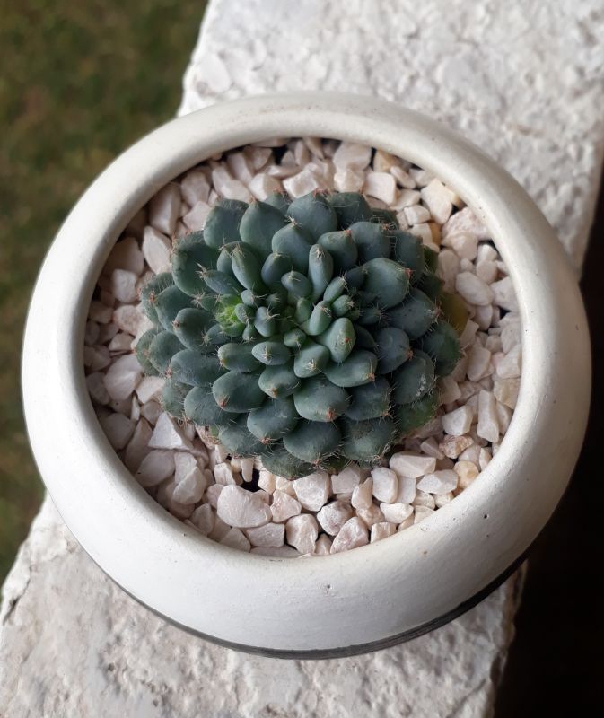 Una foto de Echeveria setosa var. ciliata