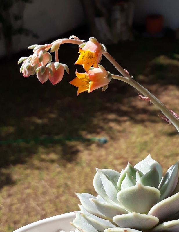 Photo of a cactus currently being identified
