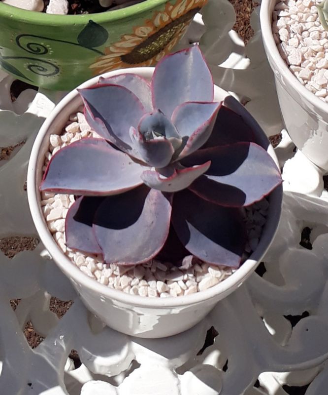 A photo of Echeveria Afterglow (Echeveria cante x E. shaviana) (HIBRIDO)