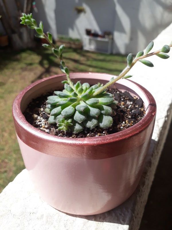 Una foto de Echeveria setosa var. ciliata