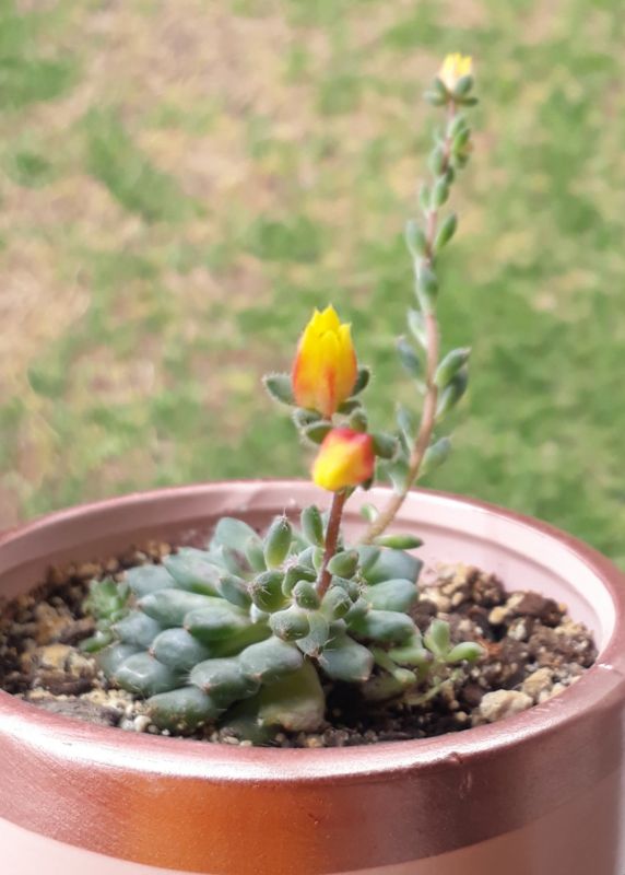 Una foto de Echeveria setosa var. ciliata