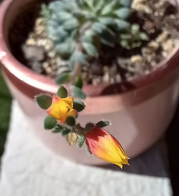 Una foto de Echeveria setosa var. ciliata