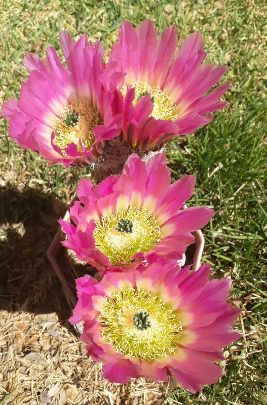 A photo of Echinocereus rigidissimus