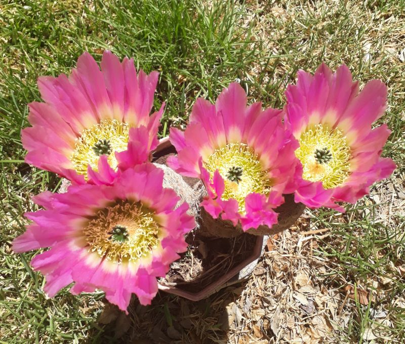 A photo of Echinocereus rigidissimus