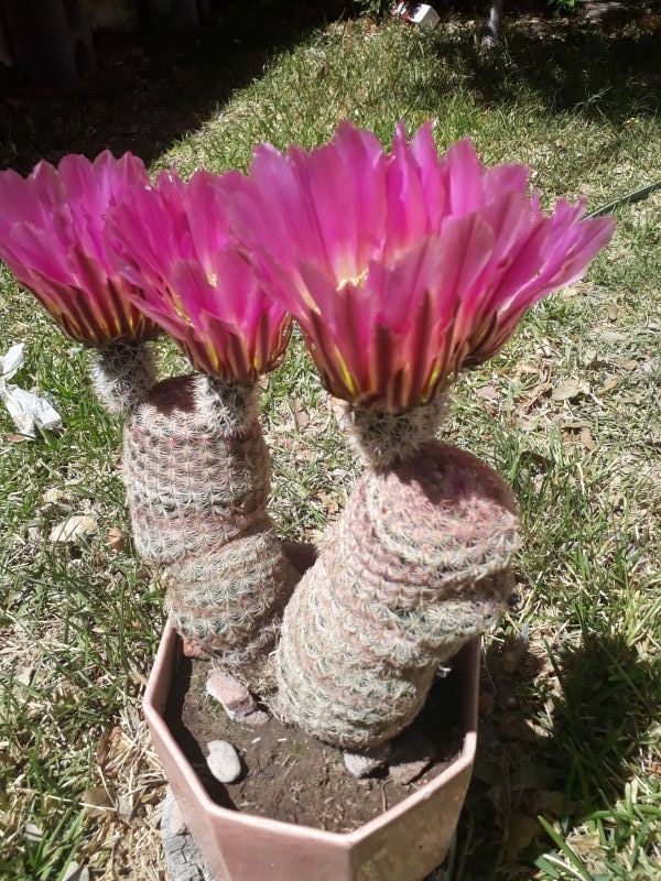 A photo of Echinocereus rigidissimus