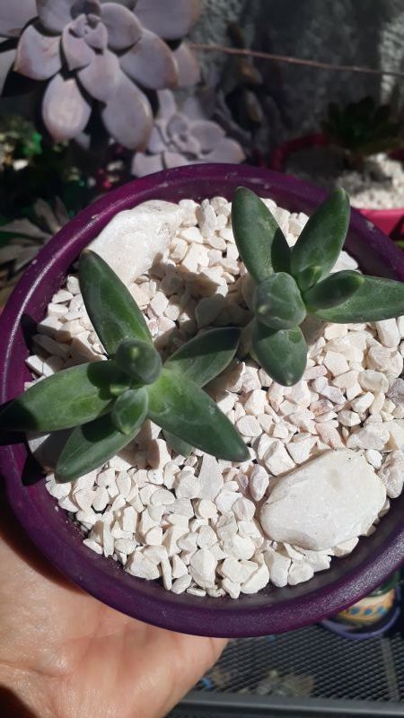 Una foto de Pachyphytum compactum