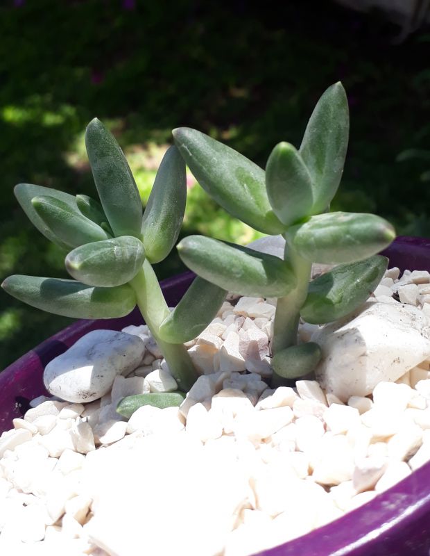 Una foto de Pachyphytum compactum