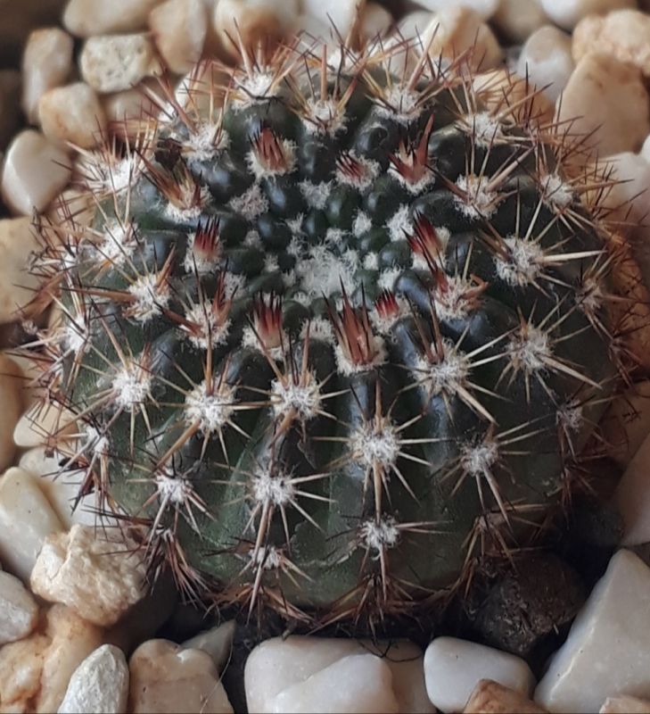 Una foto de Parodia erubescens