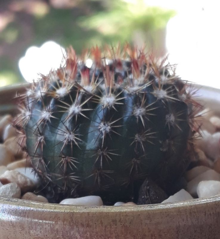 Una foto de Parodia erubescens