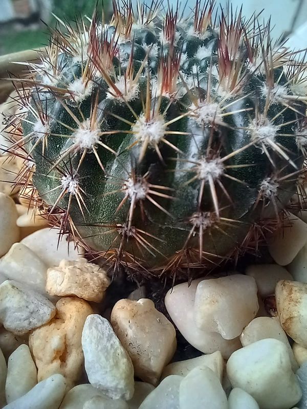 Una foto de Parodia erubescens