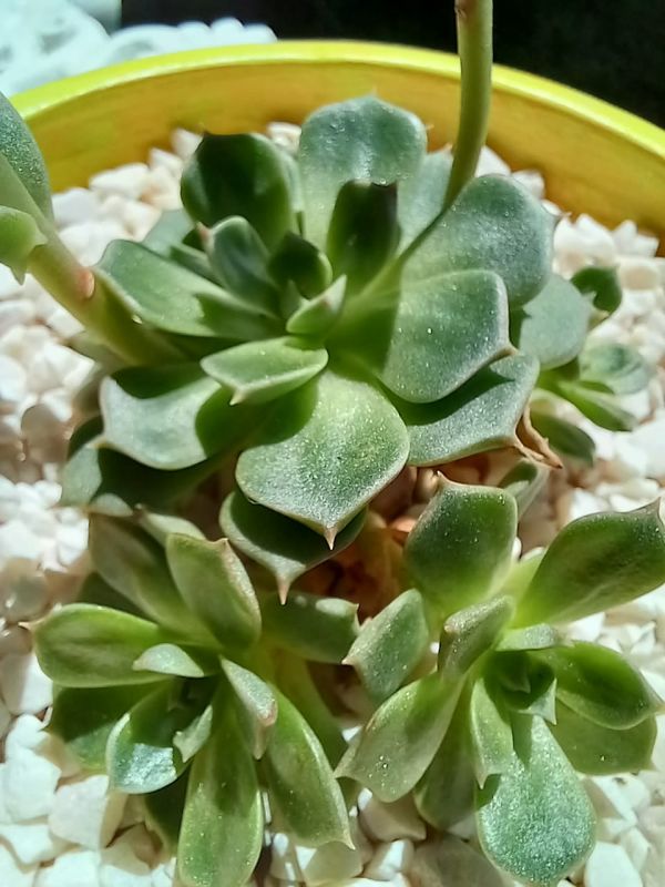 Photo of a cactus currently being identified
