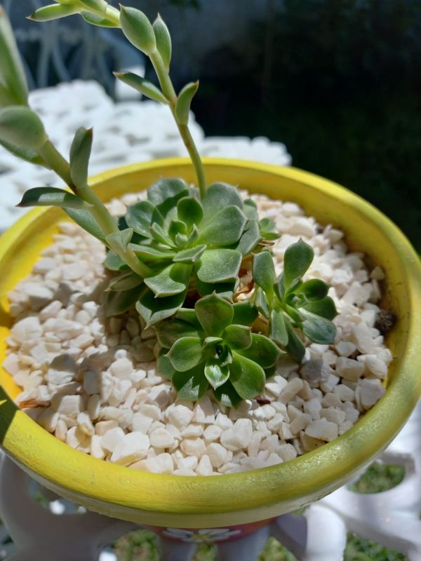 Photo of a cactus currently being identified
