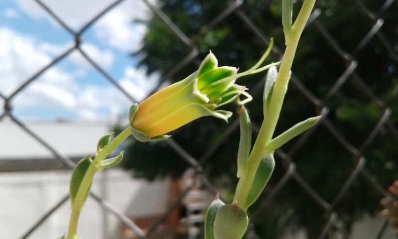 Photo of a cactus currently being identified