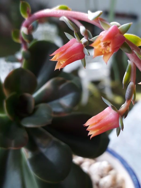 A photo of Echeveria Chroma