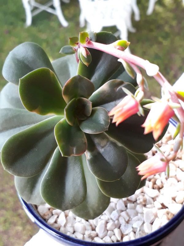 A photo of Echeveria Chroma