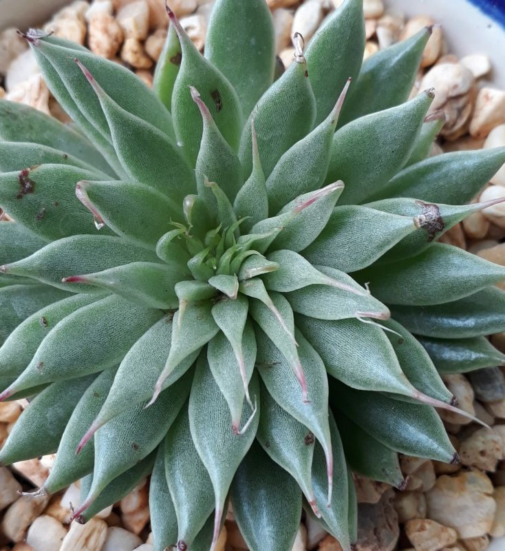 A photo of Graptoveria Silver Star (Graptopetalum filiferum x Echeveria agavoides)