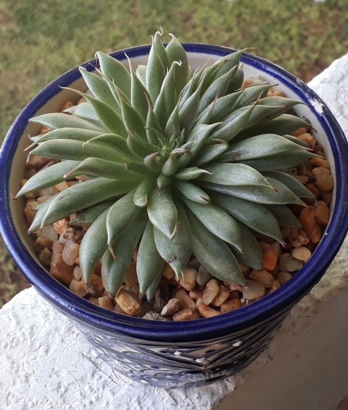 A photo of Graptoveria Silver Star (Graptopetalum filiferum x Echeveria agavoides)
