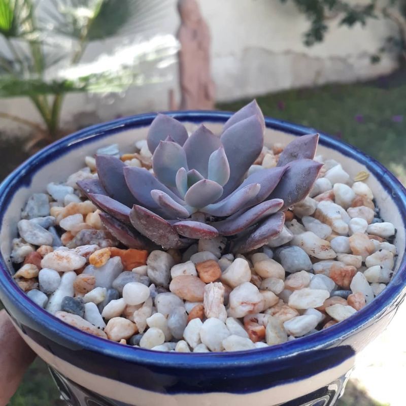 Una foto de Graptoveria cv. Debbie