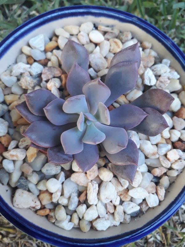 Una foto de Graptoveria cv. Debbie
