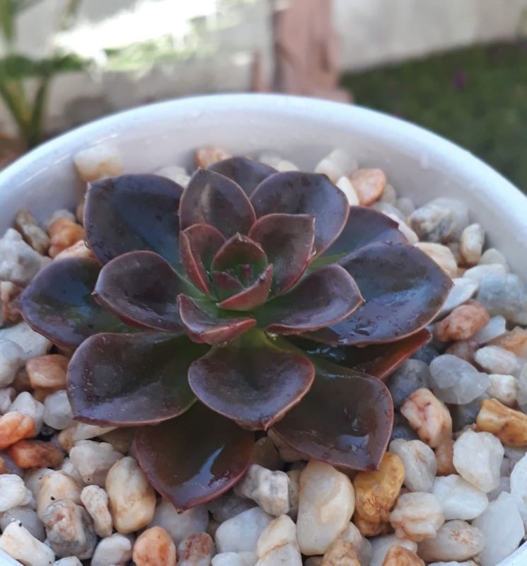 Una foto de Echeveria Melaco