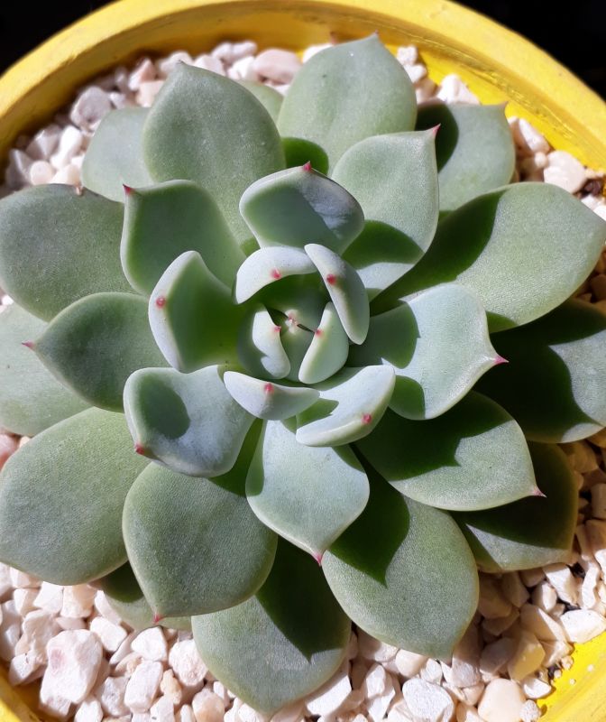 Una foto de Echeveria chihuahuaensis