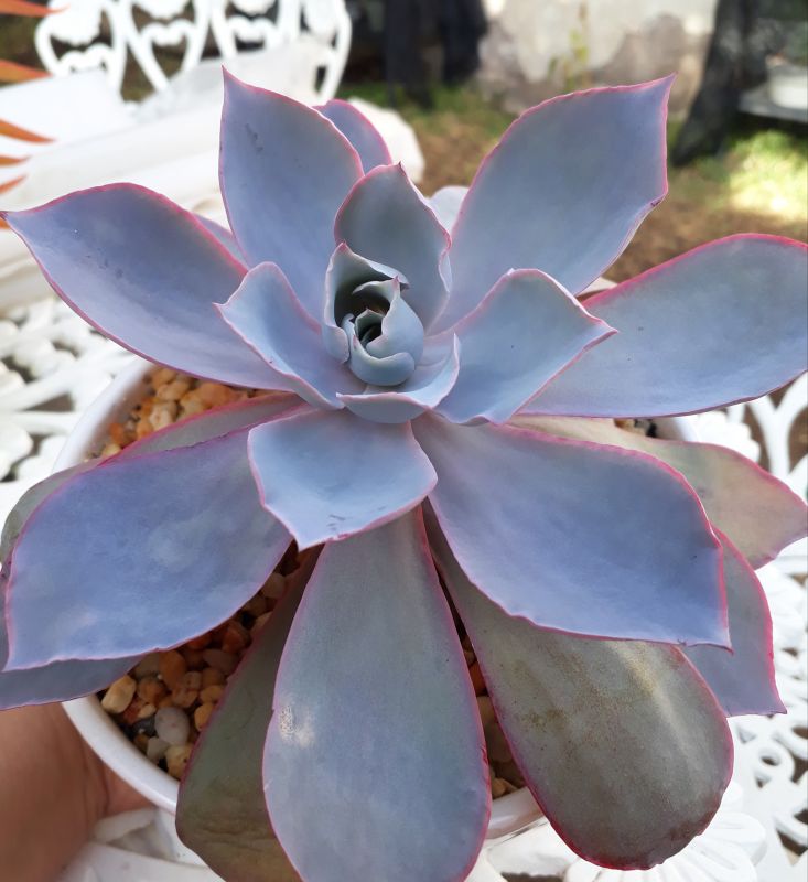 A photo of Echeveria Afterglow (Echeveria cante x E. shaviana) (HIBRIDO)