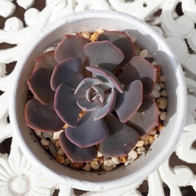 A photo of Echeveria Dusty Rose (HIBRIDO)