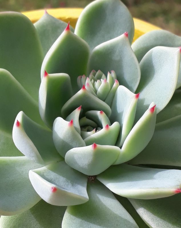 Una foto de Echeveria chihuahuaensis
