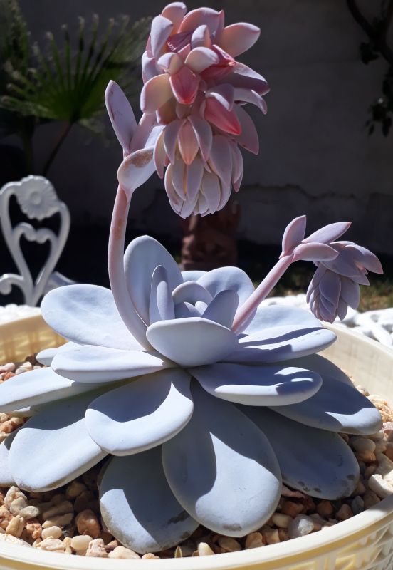 Una foto de Echeveria laui