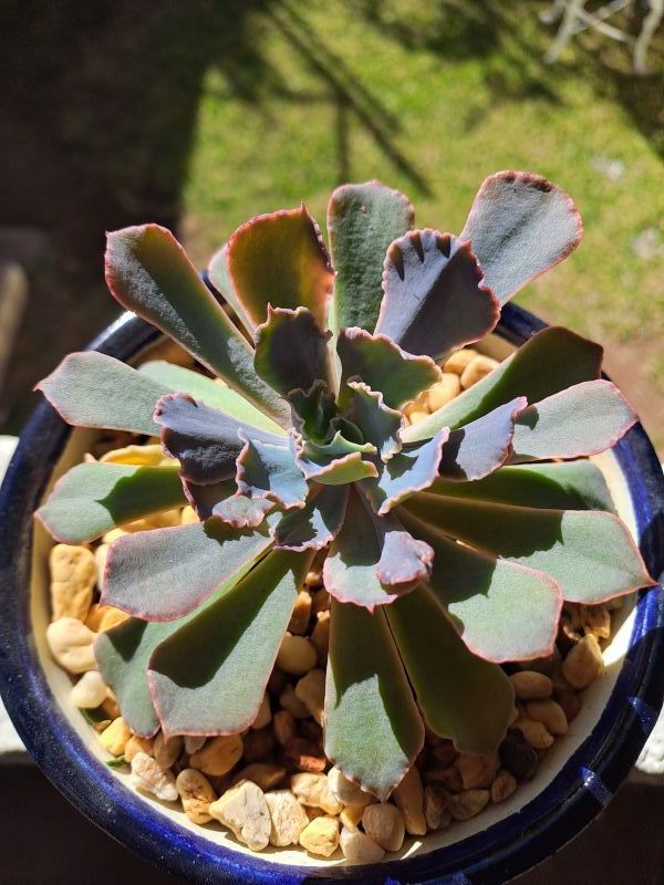 Photo of a cactus currently being identified