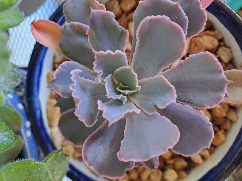 Photo of a cactus currently being identified