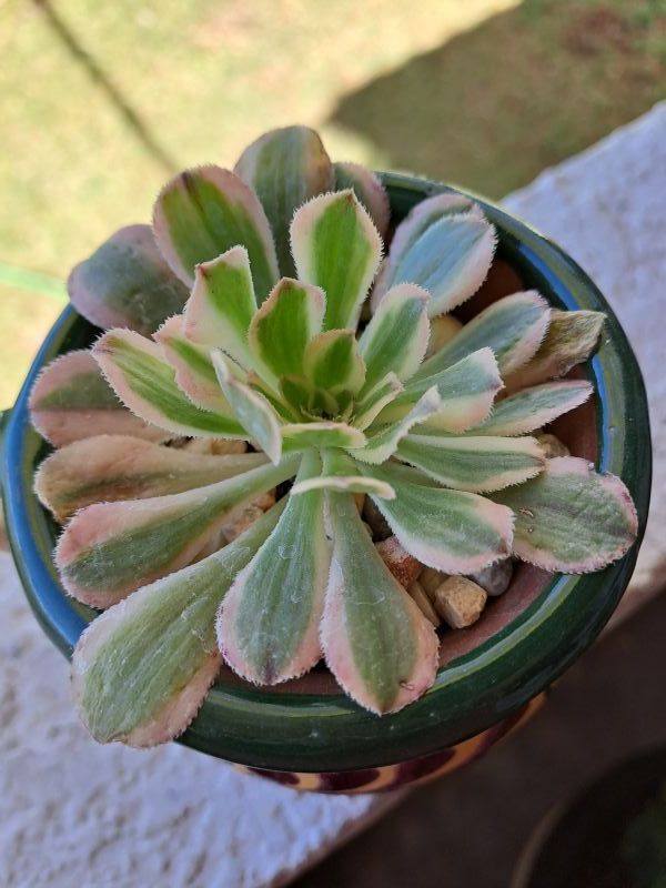 Una foto de Aeonium decorum cv. Sunburst