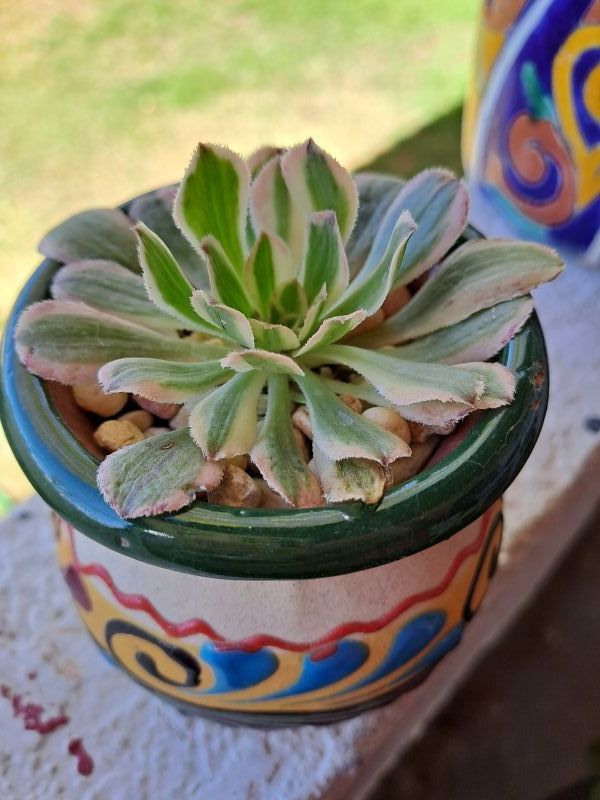 Una foto de Aeonium decorum cv. Sunburst
