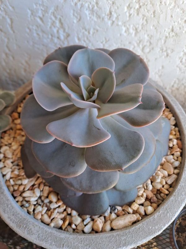 A photo of Echeveria Dusty Rose (HIBRIDO)