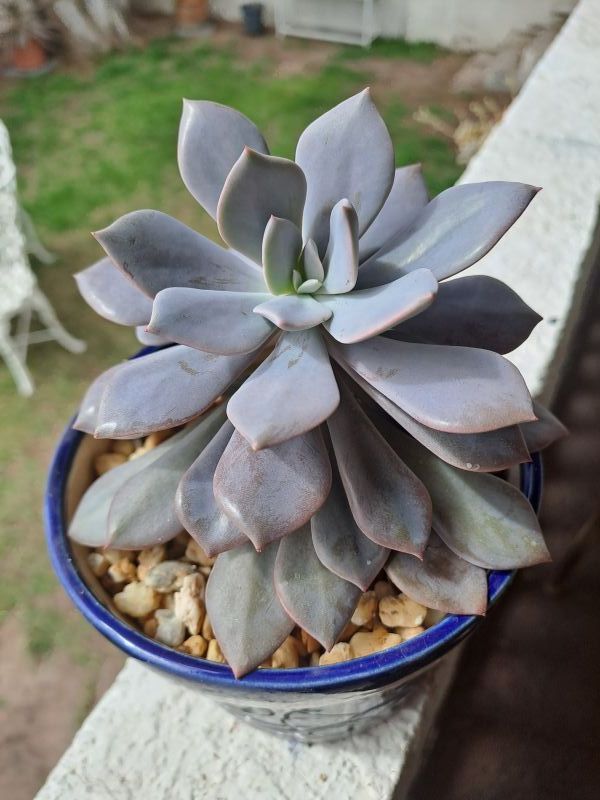 Una foto de Graptoveria cv. Debbie