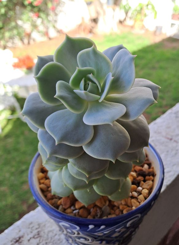 Photo of a cactus currently being identified