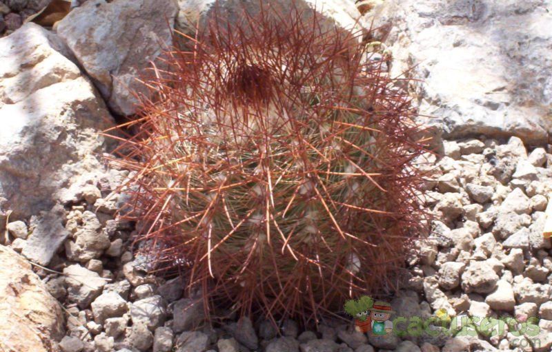 Una foto de Echinomastus johnsonii
