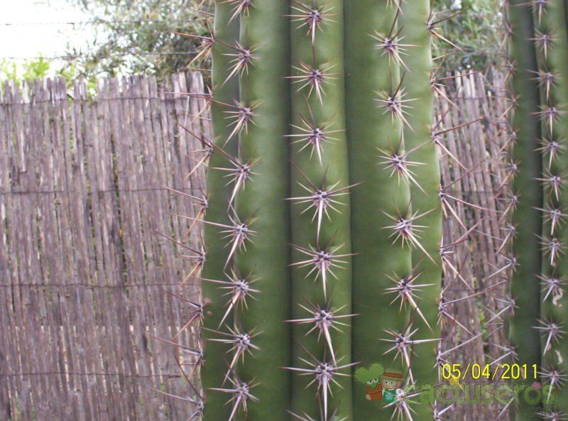 Una foto de Echinopsis cuzcoensis