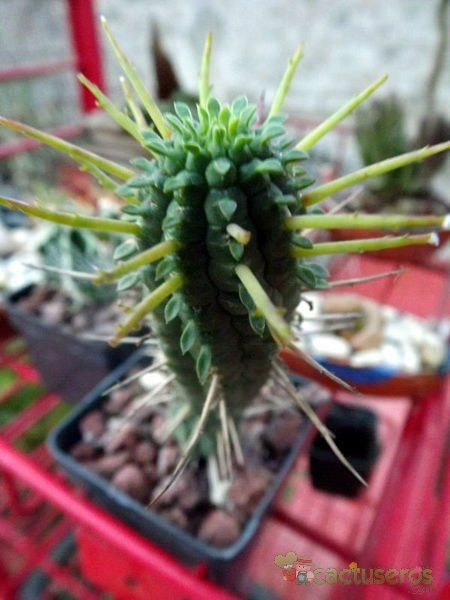 A photo of Euphorbia mammillaris