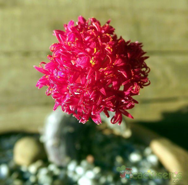 A photo of Kleinia pendula