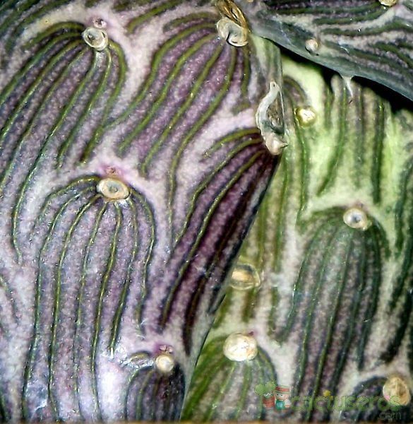 Una foto de Kleinia pendula